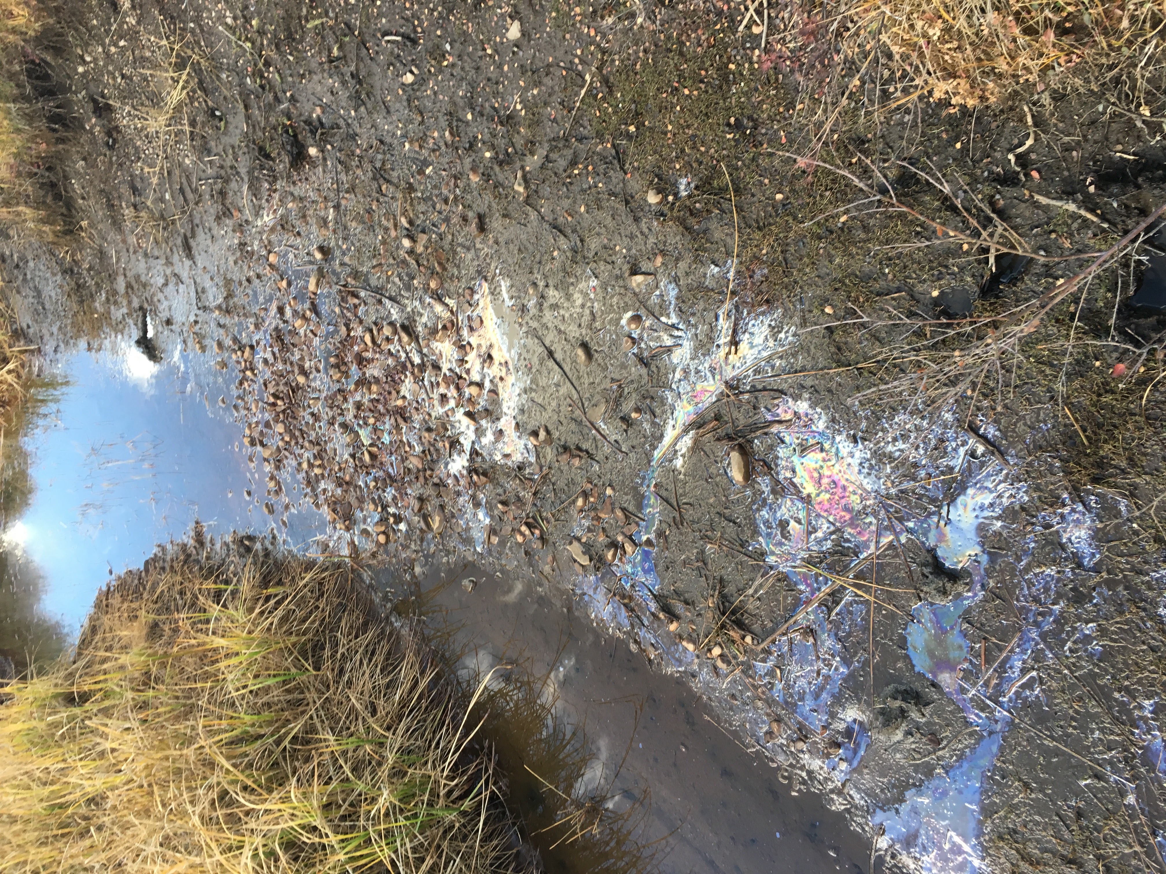 Iron and manganese oxide sheen on water surface indicating redox-active metal cycling